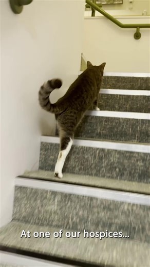 A heart-warming story to brighten your new year! 🐾 Nigel is our beloved hospice cat, and when he recently needed veterinary care, our wonderful nurses and clinical staff didn't hesitate—they clubbed together to cover his treatment. As part of the Mount Edgcumbe Hospice family, Nigel brings comfort and joy to staff and patients every single day. It was our team's turn to take care of him. ❤️ | Cornwall Hospice