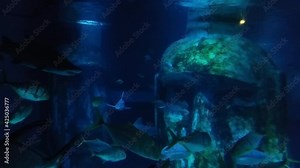 A Sand Tiger Shark and various fish species swimming in Aquarium.