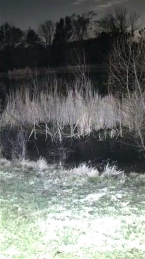 Nashville Pond Waking Up From Winter #FrogASMR #PondLife