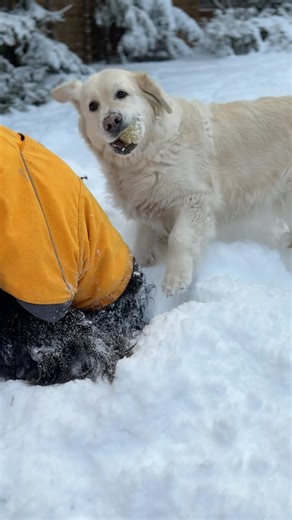 Snow Challenge 😅 #dog #winter #dogshorts