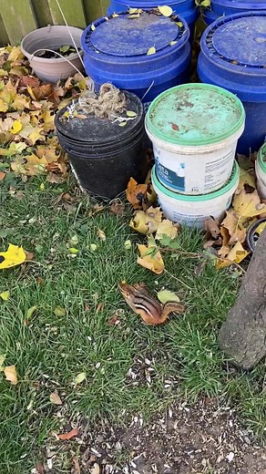 1.2K views · 108 reactions | Frozen chipmunk #reels #funny #comedy #animals #chipmunk #nature #wildlife #cute #charlie | Charlie The Chipmunk | Facebook