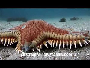 ESTRELLAS EN MOVIMIENTO