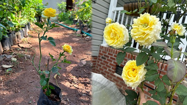 Innovative Gardening Techniques for Growing Stunning Roses Easily