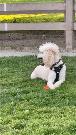 Watch This Dog’s Joy at the Park