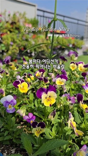 한번 심으면 매년 나와요 #비올라 #flowers