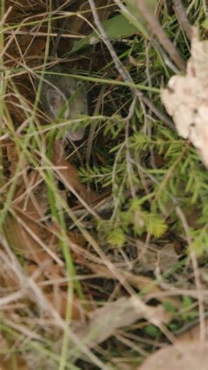 The New Holland mouse returns to Western Sydney! 🐭🤩 We have safely reintroduced 40 New Holland mice into Yiraaldiya National Park in Western Sydney. These tiny native rodents were once presumed extinct in NSW, until a small population was found in Ku-ring-gai Chase National Park in 1967. This is the first-ever translocation of New Holland mice in NSW and is the first step in establishing a genetically diverse and self-sustaining population in the park. The animals came to us from the captive b