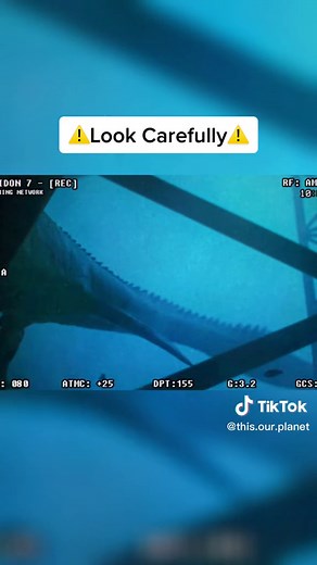 Rare Sighting of Extinct Mosasaurus Caught On Camera - Real Life Footage!