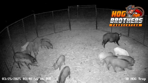 47K views · 1K reactions | There’s traps… and then there’s HOG BROTHERS.  Want proof? Just look at that catch. Every weld, every panel, every gate — made to handle whatever the wild throws at it.  Order your trap today at HogBrother.com  817-203-3705 | ✉️ sales@hogbrother.com #HogBrothers #BuiltDifferent #TexasStrong #WildHogControl #HogTrap #HogTrapping #RanchLife #BoarWars #HogDown #HogBrothersTrap #FarmLife | Hog Brothers | Facebook