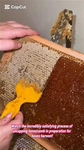 ASMR Honey Harvest Uncapping Honeycomb with a Scratch Tool #honey #harvest #farming #farmer #village