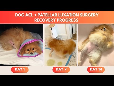 Dog ACL & Patellar Luxation Surgery 2-Week Recovery Progress & How to Prepare Your Dog For Surgery