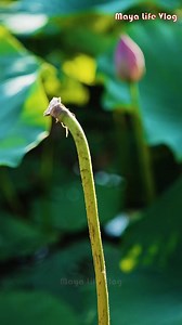 43K views · 692 reactions | The meticulous process of making Longquan ink from intangible cultural heritage is revealed | Maya Life Vlog | Facebook