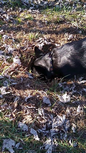 Digging for gophers