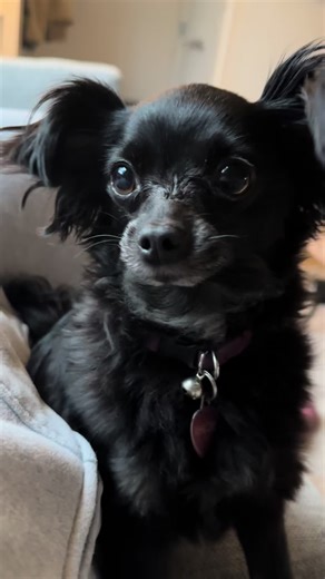 Chihuahua and papillon on TikTok