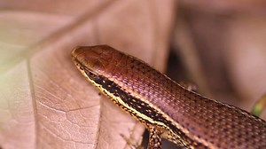 Bronze Grass Sun Skink Eutropis Mabuya Stock Footage Video (100% Royalty-free) 22585003 | Shutterstock