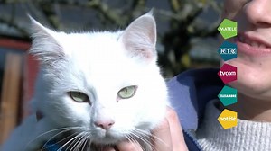 Des habitants invités à 'attraper' les chats errants pour les faire stériliser - RTBF Actus