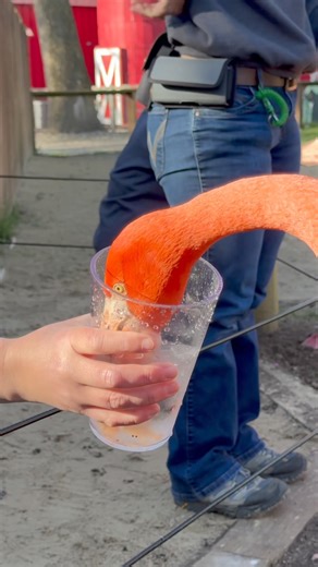 15K views · 351 reactions | You might not be able to meet our newest flamingo chick up close yet, but you can still feed the flock! Flamingo Animal Encounters are available on Saturdays and Sundays. Visit our website, www.potawatomizoo.org/animal-encounters, to schedule your flamingo feeding frenzy! | Potawatomi Zoo | Facebook