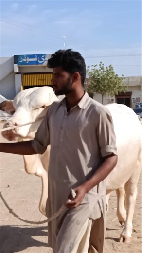 MONSTER BRAHMAN! 😱 Giant White Bull Entry 2026 | Cattle With Mani 🔥 #bull #cow