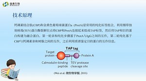【蛋白蛋白互作专题】串联亲和纯化