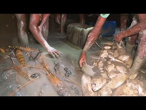 মাছের আনন্দে আনন্দিত সুন্দরবনের জেলেরা | Fish Catching BD | Adventure BD
