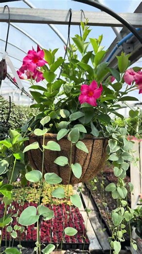 It’s the most wonderful time of the year. Spring time 26 #Plants #Greenhouse #Gardening #Garden