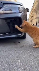 💥 QUAND MILO PÈTE UN PLOMB 💥 On pensait que ça allait être une journée normale… et puis Milo est arrivé 😭🐈 Résultat : ➡️ pare-chocs avant en vrac ➡️ clips qui sautent ➡️ nerfs complètement explosés quand ton collègue à 4 pattes décide que plus rien ne va et que tout se démonte devant toi 😅 Regardez bien jusqu’à la fin… c’est du jamais vu 🤯 #milolechat #chatroux #chaos #petedeplomb #humour #videochaos #viral #fail | Milo Le Chat du Peuple