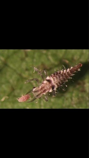 Stop Spider Mite Damage Fast!#shorts