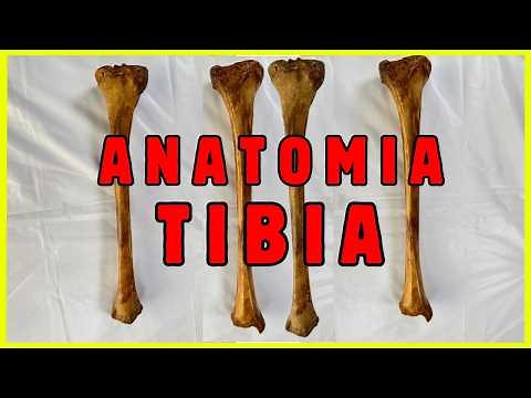 🦴ANATOMÍA DE LA TIBIA / ¡La forma más fácil y práctica!