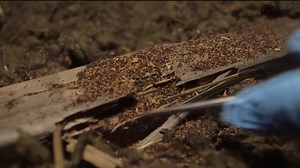 Cold temperatures can cause termites to swarm