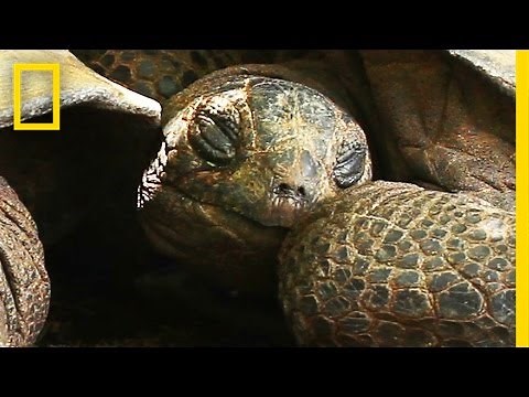 Meet the Giant Cave-Dwelling Tortoises of the Seychelles | National Geographic