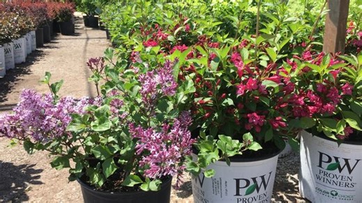 Canada's warming climate has become suitable for different plants