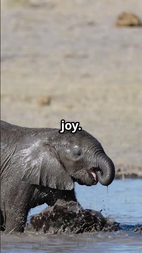 Baby Elephant's First Swim Adventure! #facts #wildlife #babyelephant