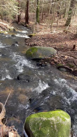 Spring thaw in the woods today. | Home In New England