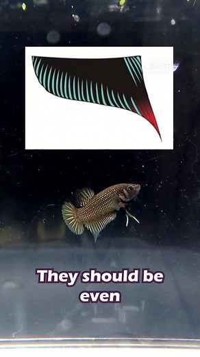 Breeding Better Bettas: Wild Betta Imbellis IBC Standards Standards can be found here: https://www.ibcbettas.org/upcoming-shows/standards/ #betta #bettafish #bettabreeders #ibcbetta #imbellis #anatomy #STEM #wildbetta #fishtok #bettatok #bettalovers #wickedbettas #pets #learnontiktok #fish #tropicalfish #edutok #aquariumhobby #bettatiktok #fishkeeping #fishhobby #fishbreeding