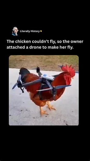 Literally History | The chicken couldn’t fly, so the owner decided to give her the sky in the most unexpected way. With a drone strapped gently beneath her,... | Instagram