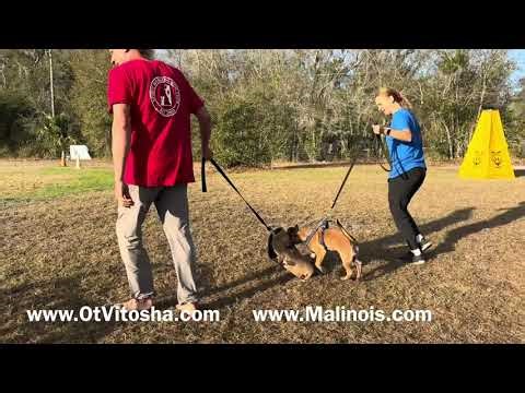 The difference between Genetics and Training