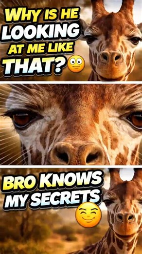 Funny Giraffe