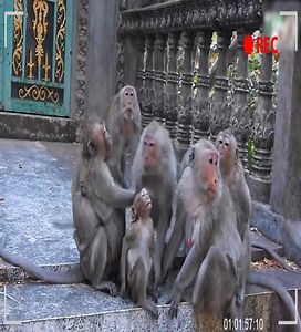 40K views · 529 reactions | OH MY GOD! A sad cry of pity occurred when Amara was pushed to the ground. #monkey | Monkey Life TV | Facebook
