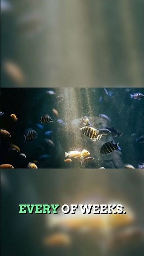Choosing the Right Fish for Your FIRST Tank! #aquarium #fishtank