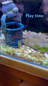 Betta fish Joe