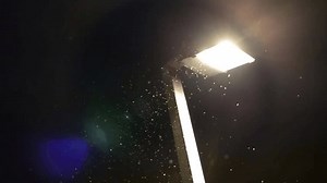 Insectos volando y dando vueltas cerca: video de stock (totalmente libre de regalías) 3961882199 | Shutterstock