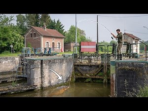 I Caught A Carp Next To The Lock! - Canal Fishing