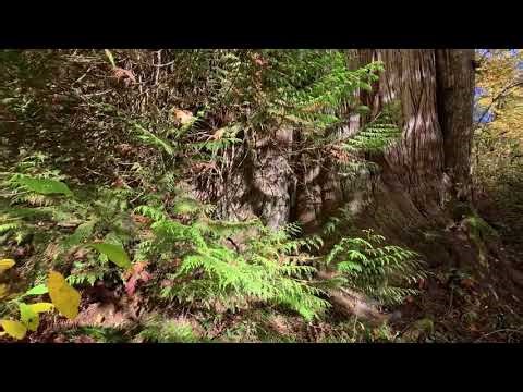 Olympic National Forest Lena Creek Campground October 13, 2025