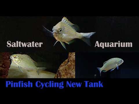 Pinfish Cycling Saltwater Tank. 6-Gallon Corner Aquarium Topfin.
