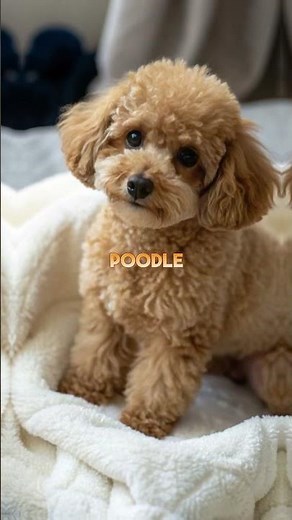 Top 10 Fastest Dog Breeds In The World