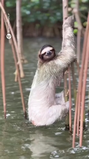 Sloth lovers 💕 on Instagram: "Have you ever seen this? 👀 Sloths usually come down to the ground once a week to poop at the base of trees, but recently, we've started receiving reports of sloths living in a river in the South Caribbean of Costa Rica defecating directly into the water. Thanks to @puertoviejotours_cr for this amazing footage and for documenting such a unique behavior! . . #sloth #fun #costarica #toilet"
