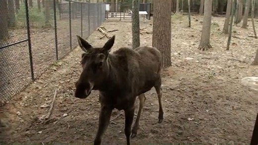 Maine Wildlife Park in Gray opens for season