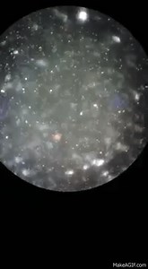 Shooting star motility - vibrio cholerae on Make a GIF