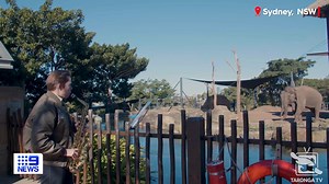 Happy World Elephant Day! Sydney's Taronga Zoo celebrated the occasion with Asian elephants Tang Mo and Pak Boon and a rendition of 'Baby Elephant Walk'. See the full story, 6.00pm on #9News | 9 News Sydney