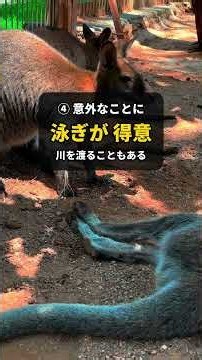 カンガルーは後ろに歩けない！カンガルーのふしぎ雑学5選 #Shorts