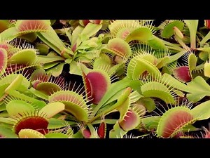 venus Flytrap FEEDING